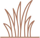 grass